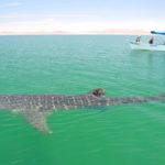 whale shark boat Tim Lang whale shark boat Tim Lang