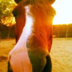 Horse Nose Baja Tim Lang Horse Nose Baja Tim Lang