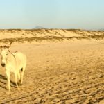 Beach Burro Beach Burro