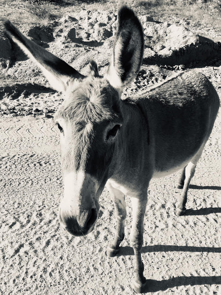 Tim Lang Burro Donkey